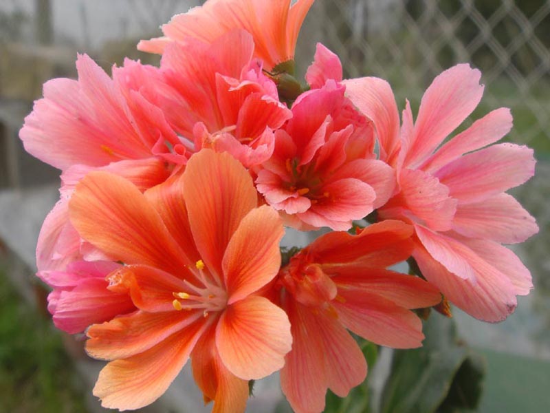 Lewisia cotyledon — formes orangées photo